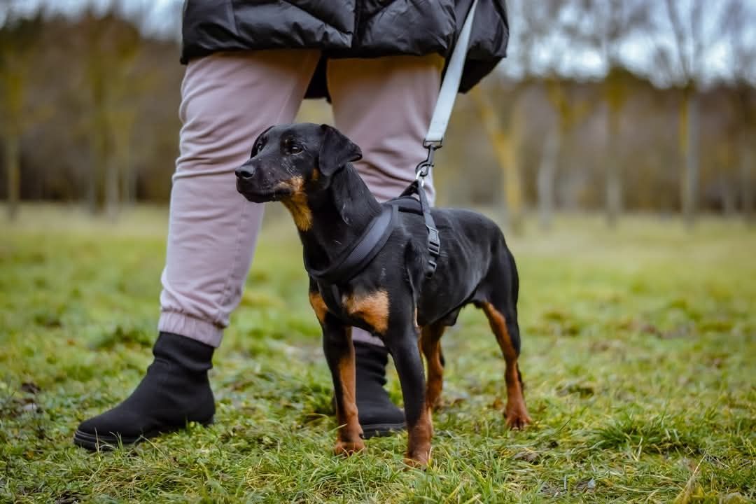 Młody, drobny terrierowaty Rolo szuka domku!