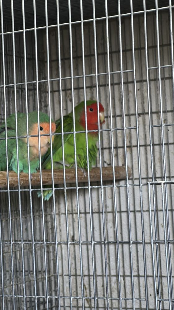 Agapornis roseicollis