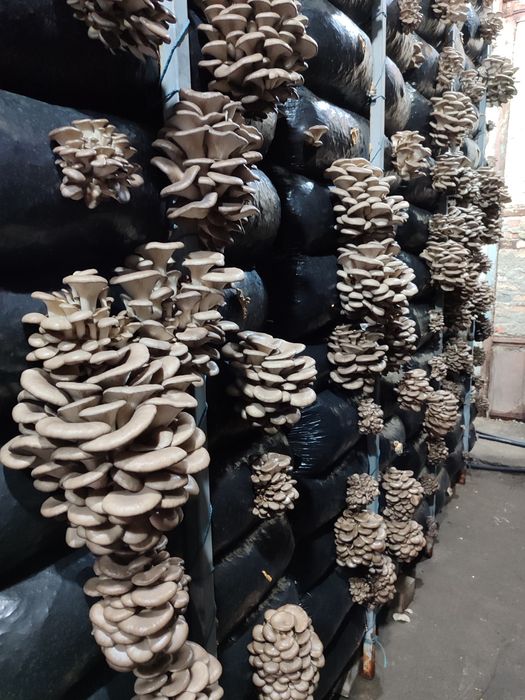 Мицелий вешенки К-17.