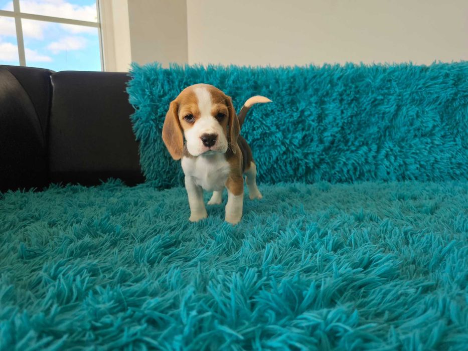 BEAGLE-unikatowy kolor -hare pied-suczka