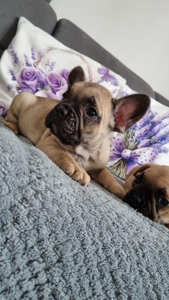 Buldog francuski pies