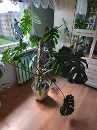 Duża monstera ok. 130cm