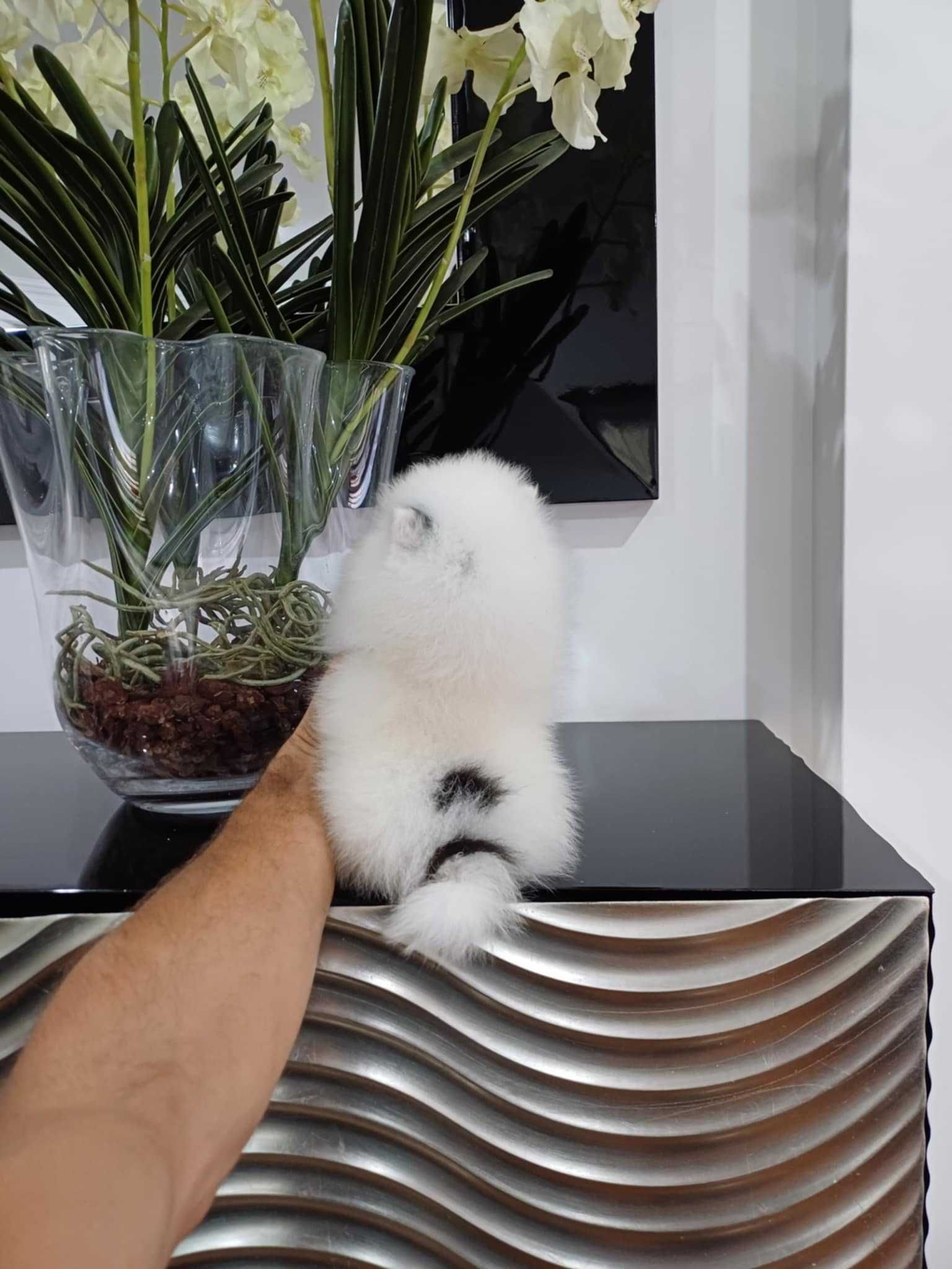 Spitz Alemão Anão/ Lulu da Pomerânia  BICOLOR   LOP e AFIXO