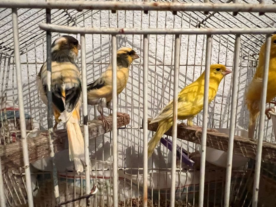 Canaries for sale