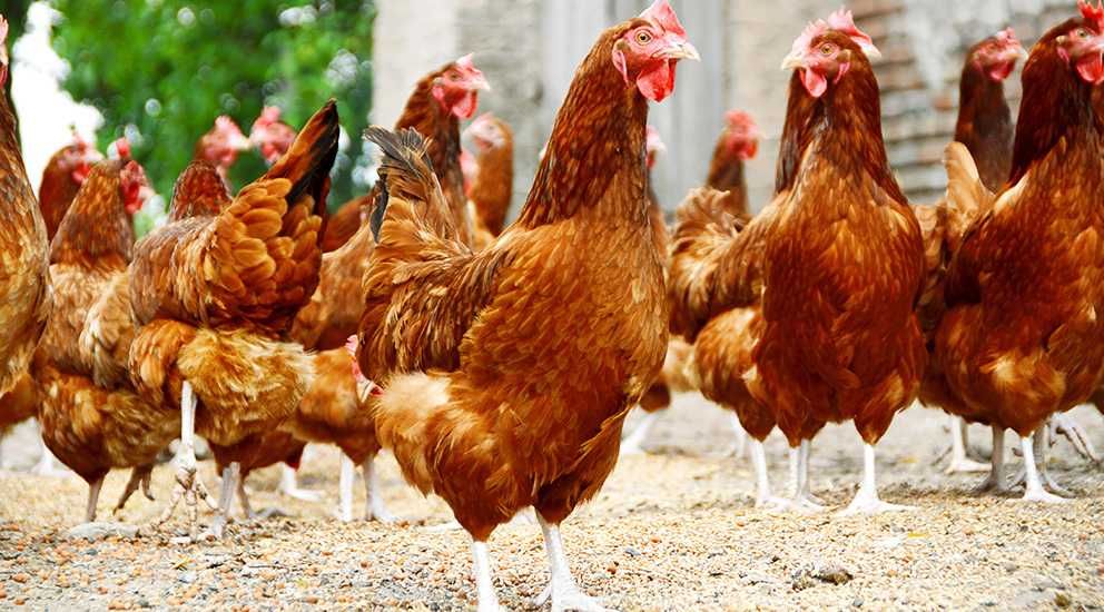 Pasza dla kur niosek sypka NEOROL 25kg wysyłka