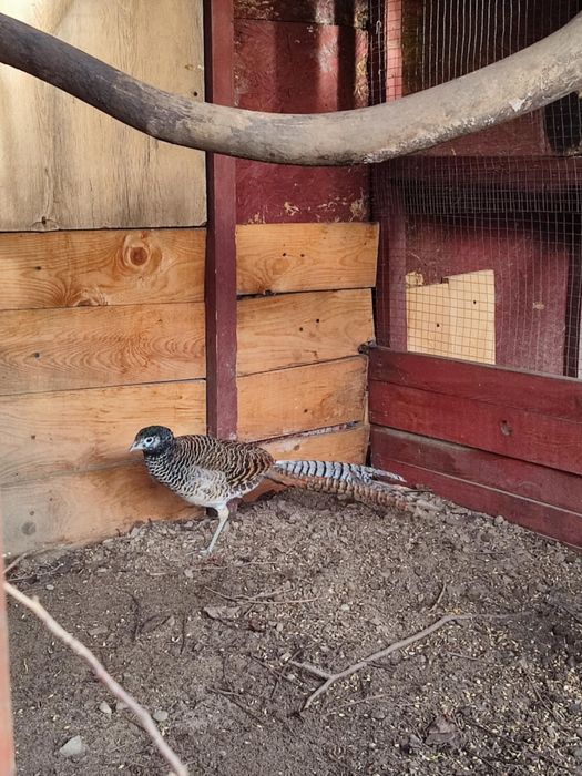 Bażant/ Bażanty/ Sprzedam