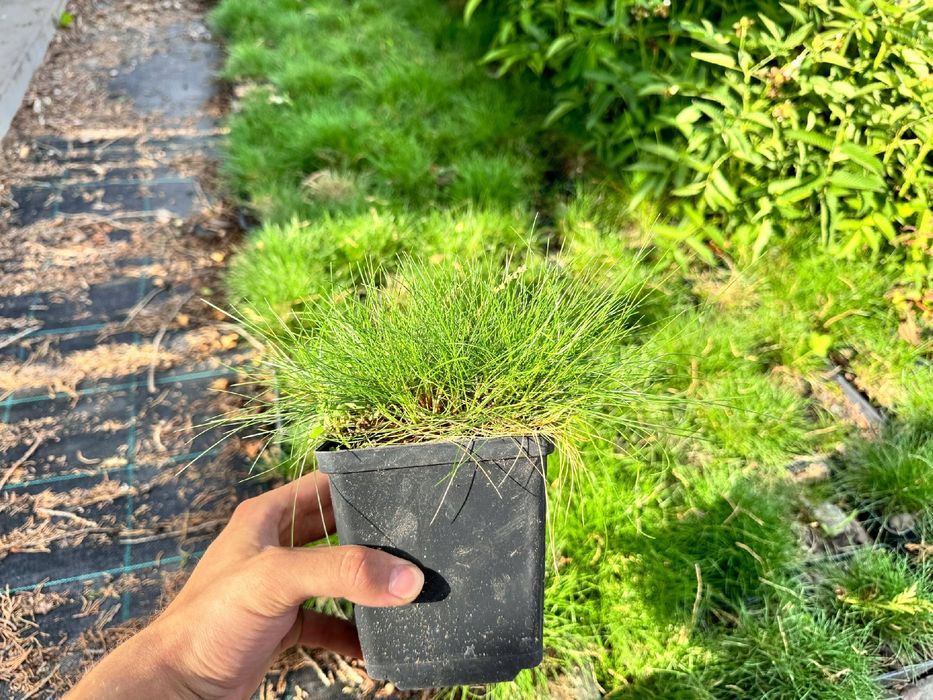 Kostrzewa Gautiera 'Pic Carlit' niedźwiedzie futro (Festuca gautieri)