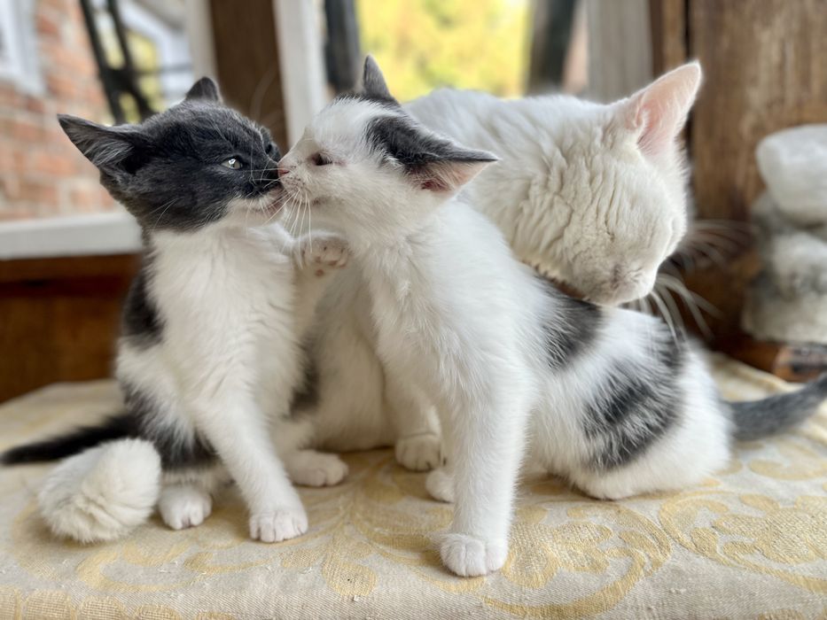 Кошенята у добрі руки