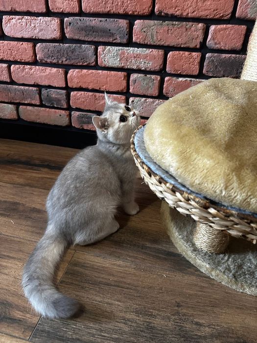 .Kotek. Brytyjska złota szynszyla. Ay 11