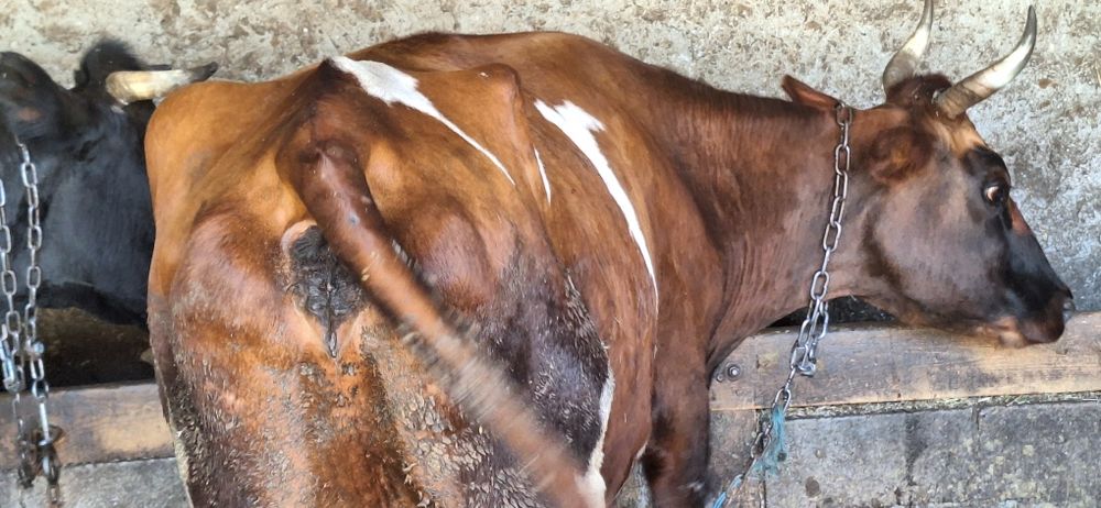 Продаётся корова