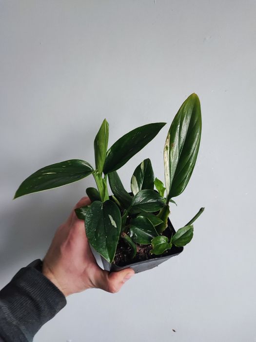 Monstera Cobra rosnąca sadzonka