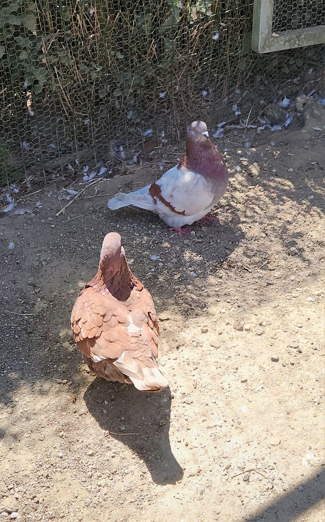 Pombas mondanas .