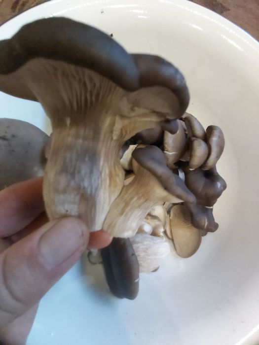 Вешенки .Гливы сушенные. Вешанки. Гливи сушені