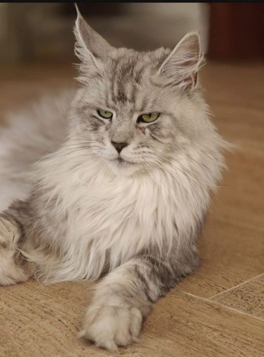 Ernest przecudny kocurek rezerwacja