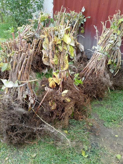 Witam sprzedam sadzonki maliny