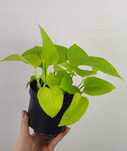 Epipremnum Golden Pothos 20 cm