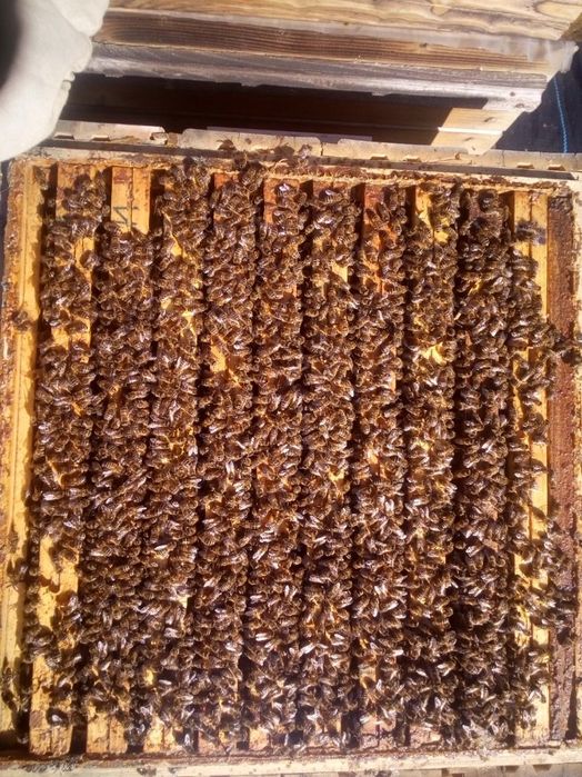 Pszczoły/rodziny pszczele.