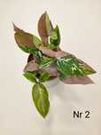 Syngonium Red Spot Tricolor