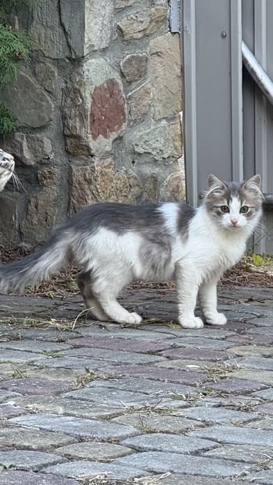 Кошенята, покинуті на дачах шукають дім