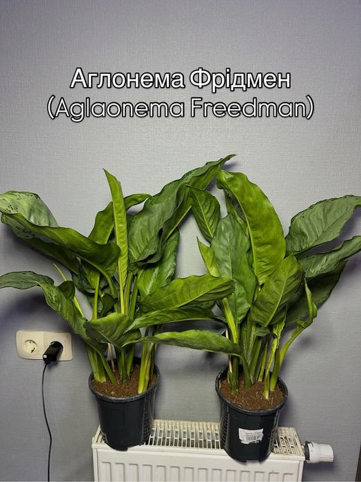 Аглонема Кротон Калатея Дифенбафія Сансівієрія Фікус  Маранта