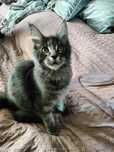 Kot kocur Maine coon, gotowy do odbioru