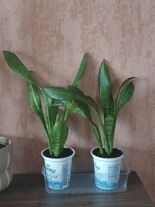 Кімнатні рослини різні