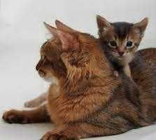 Абиссинский сомали - полудлиники