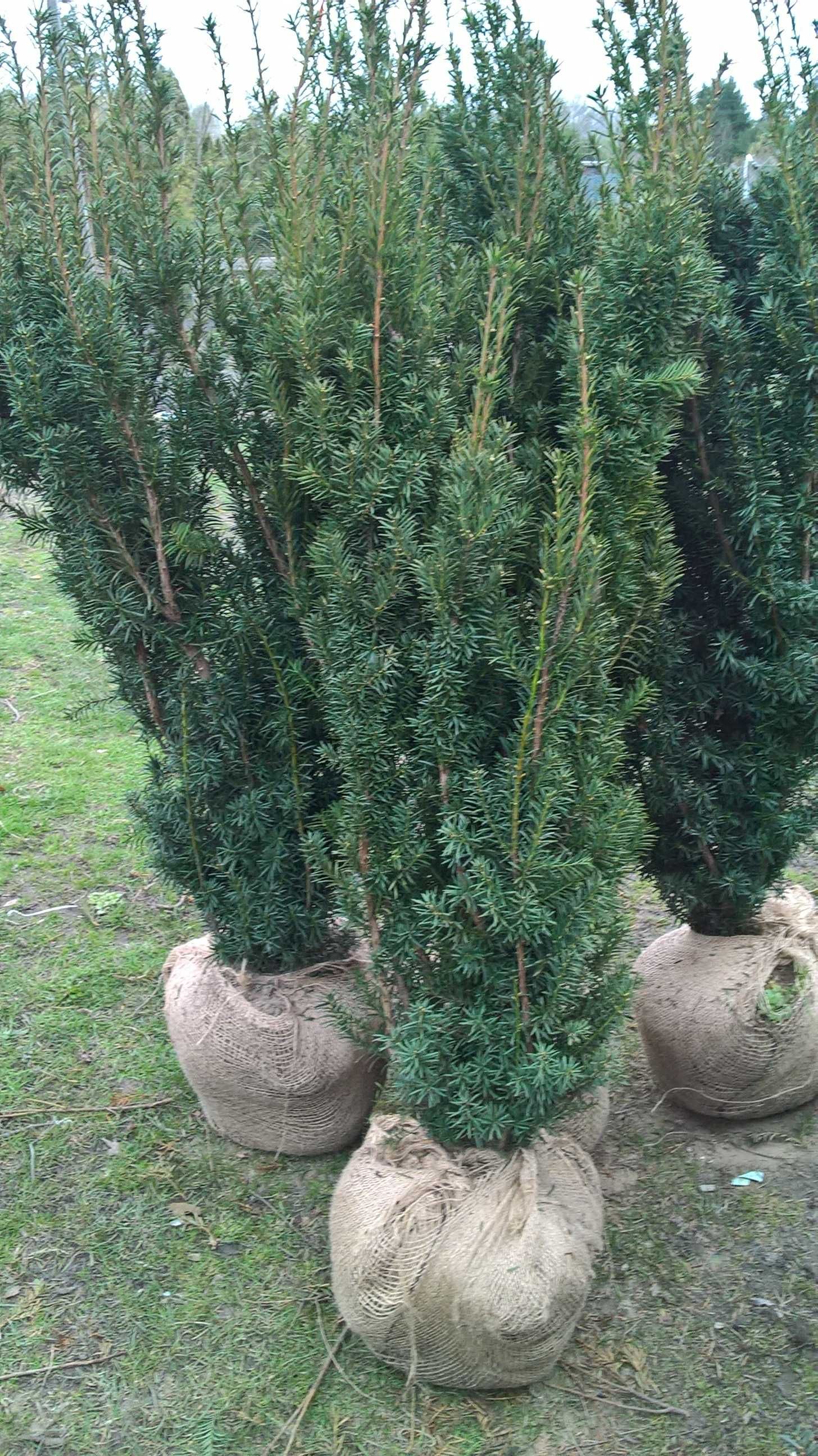 Cis Hicksii Duży Żywopłot