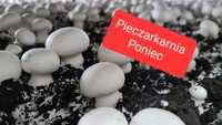 Pieczarki świeże - 50% ceny sklepowej