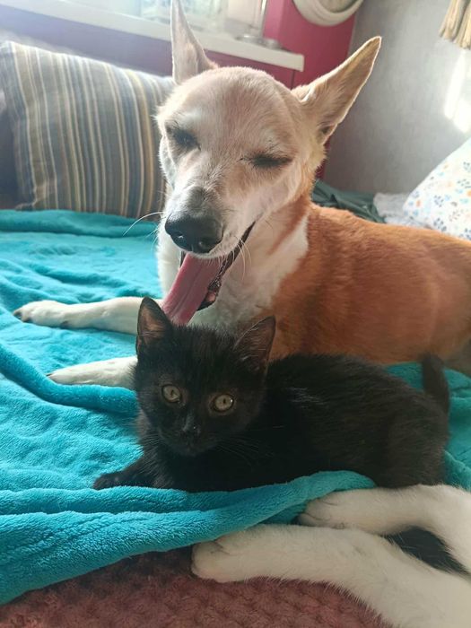 Margolcia czarne szczęście