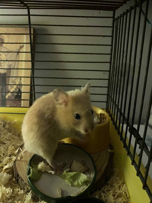 Chomik z klatka i akcesoriami