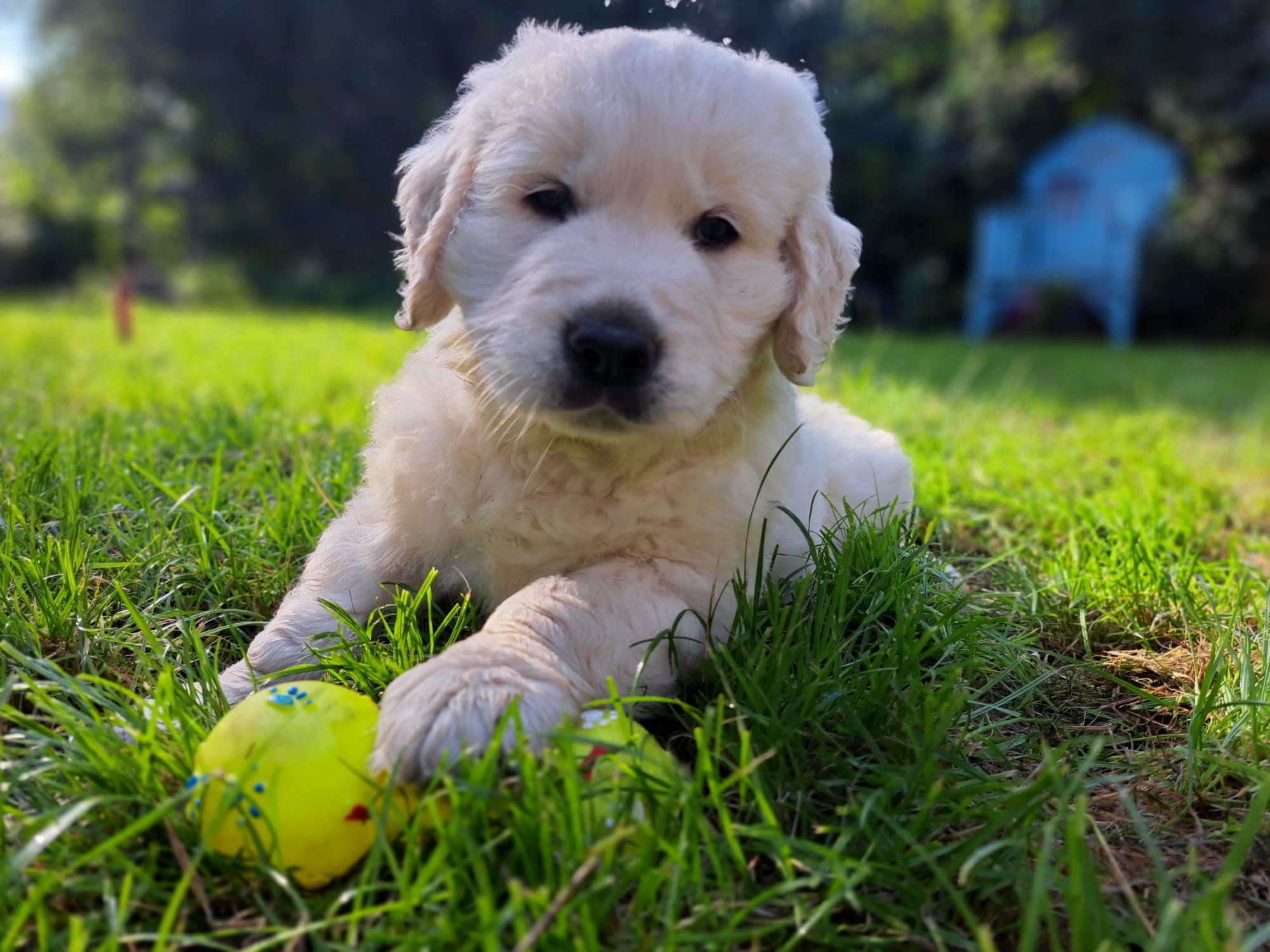 Golden Retriever