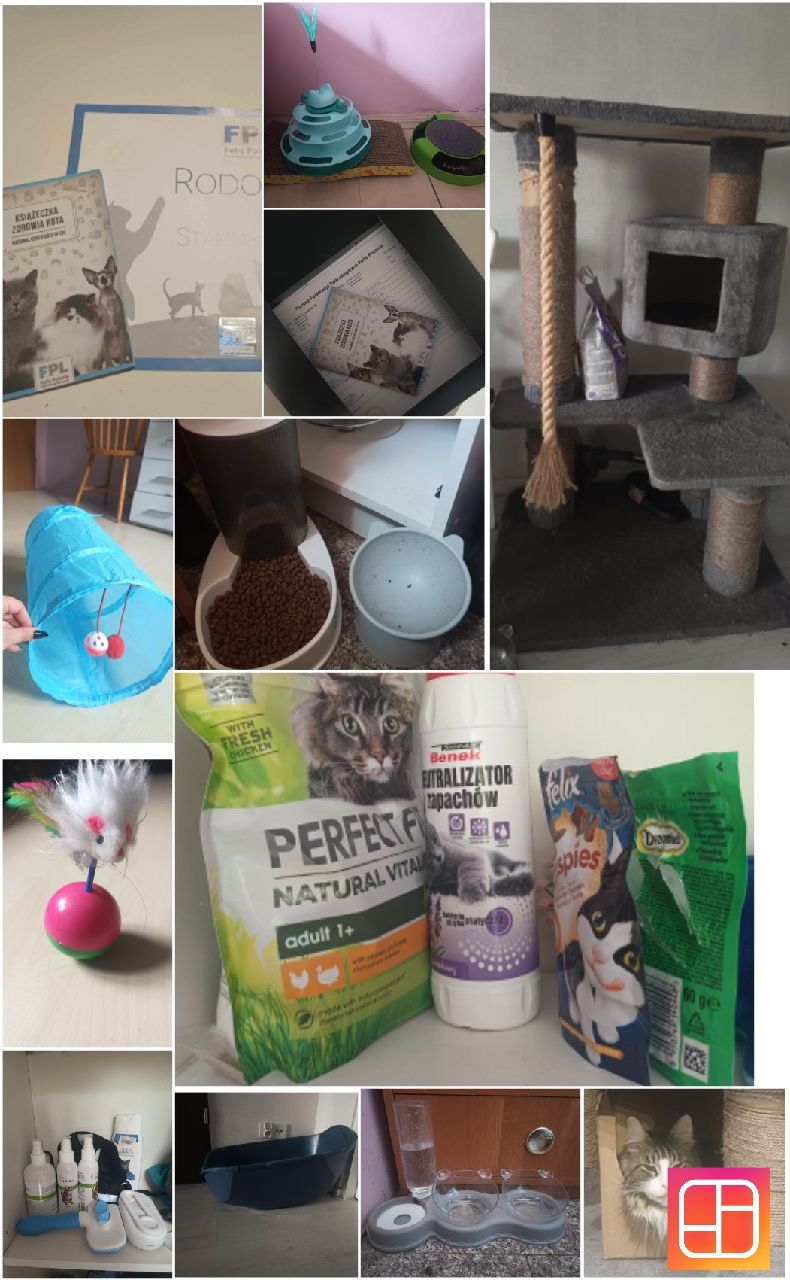 Kot Maine Coon Hades z wyprawką