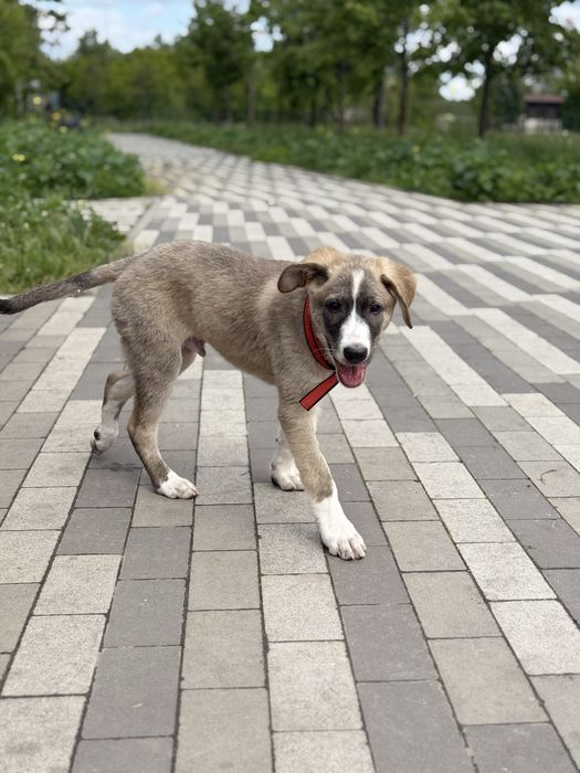 Цуценя хлопчик безкоштовно