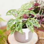 Monstera Adansonii Mint