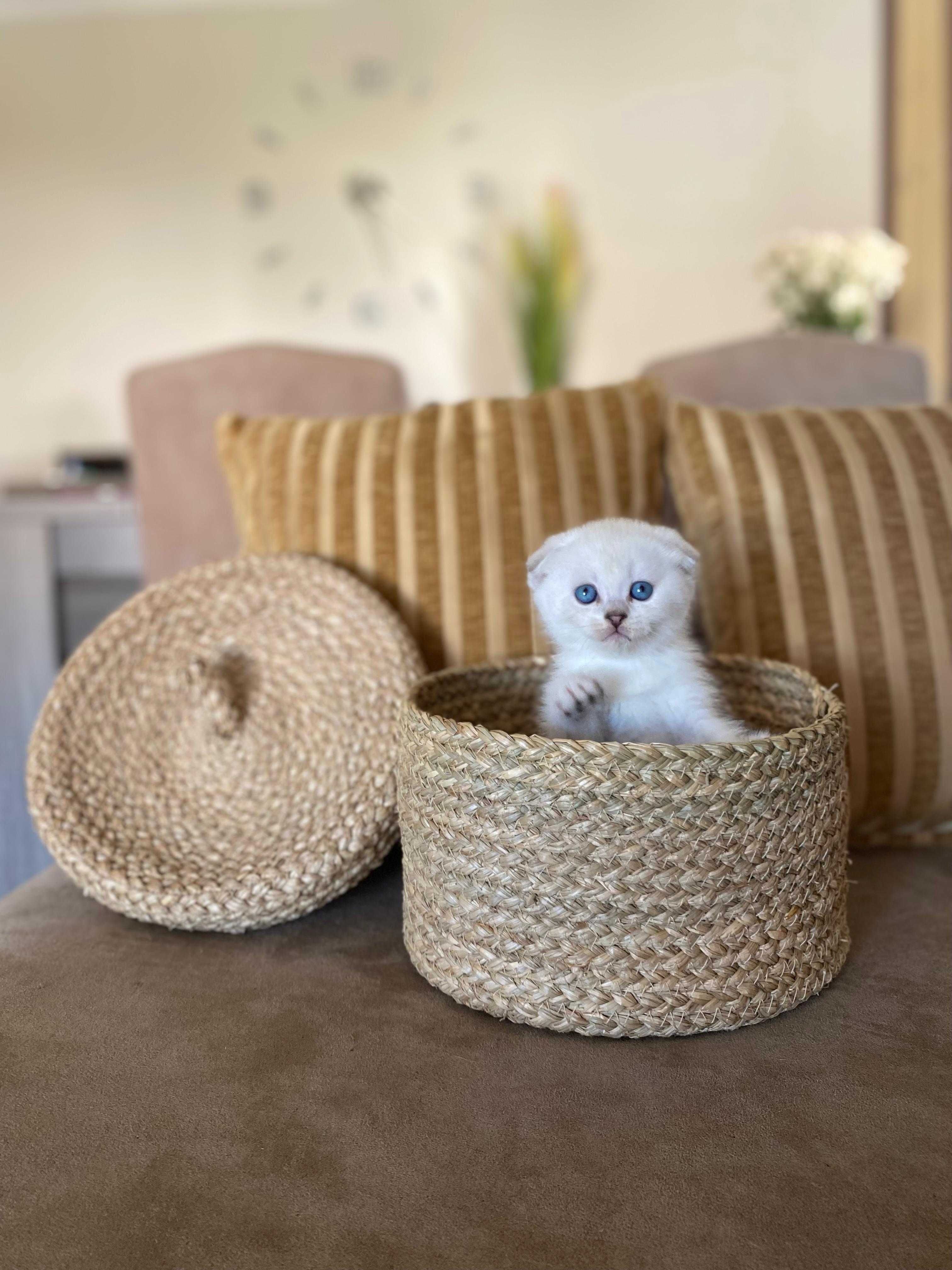 Gatinho Scottish Fold