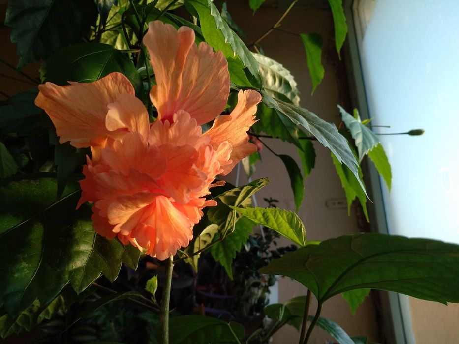 Гибискус el capitolio tequila sunrise