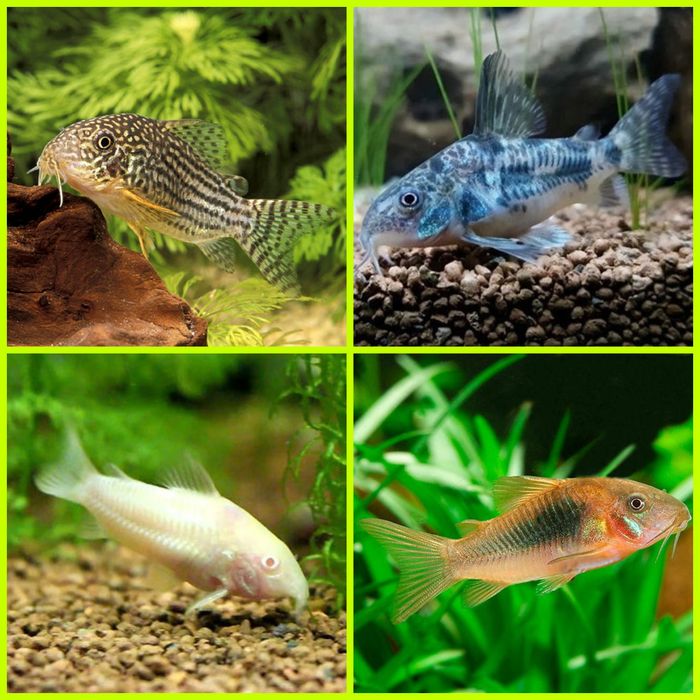 Aquasousa.com - Tetras, Guppys, Corydoras, Neons e muito muito mais...