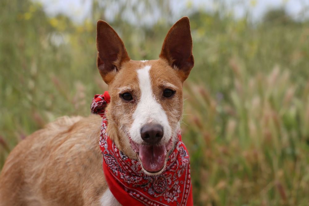 Mingo - cão médio para adoção