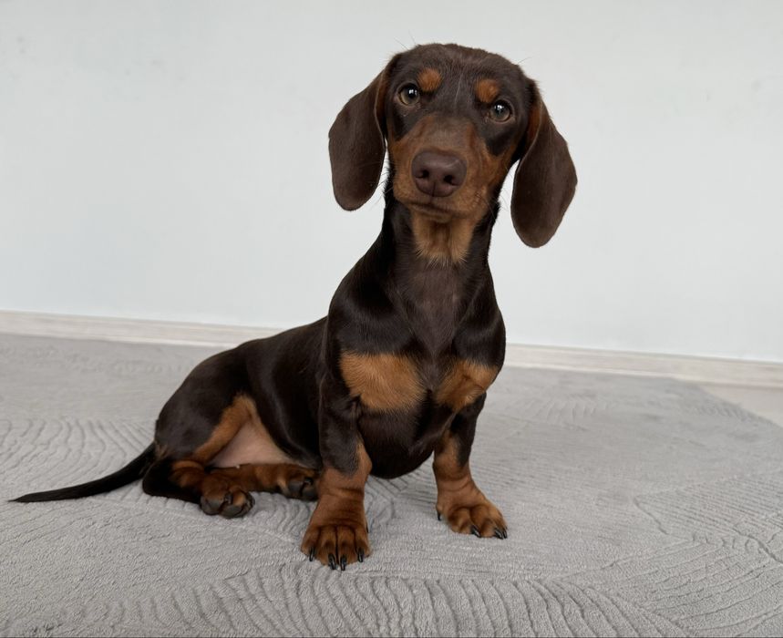 Jamnik - jamniczka -samica