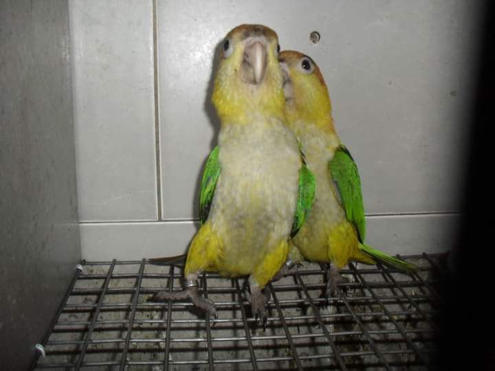 Marianinhas cabeça canela
