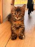 Kotka maine  coon 3 miesiace