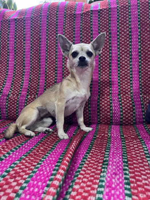 Nina - 5 anos, Chihuahua