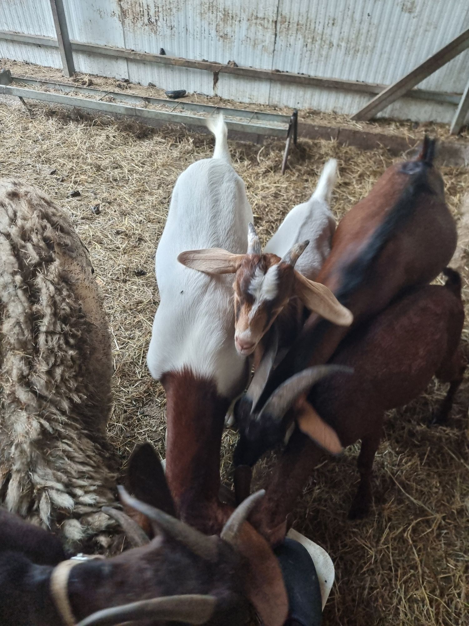 Vendo cabrito raça  Boer