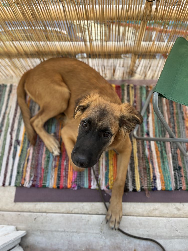 Bebé com 6 meses para adoção responsável.