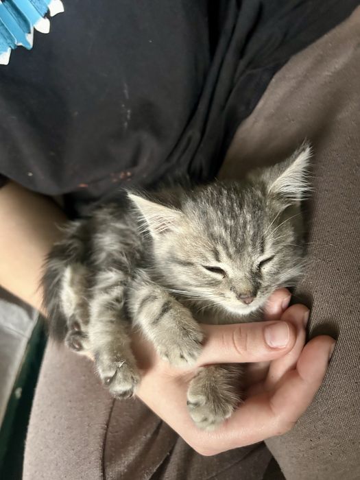 Кошеня в добрі руки, котенок бесплатно, котик даром, киценя, котенок