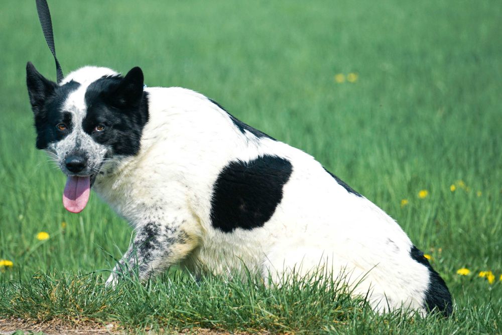 FALA - przepiękna sunia