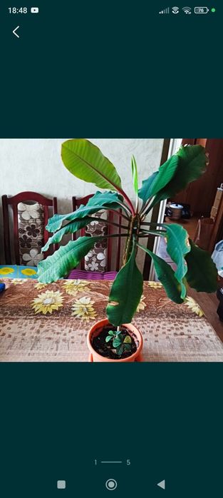 91. Wilczomlecz białounerwiony