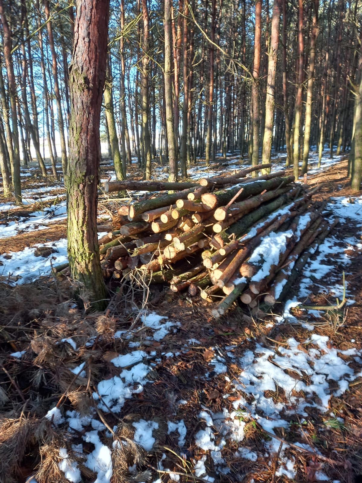 Drzewo pocięte, opał
