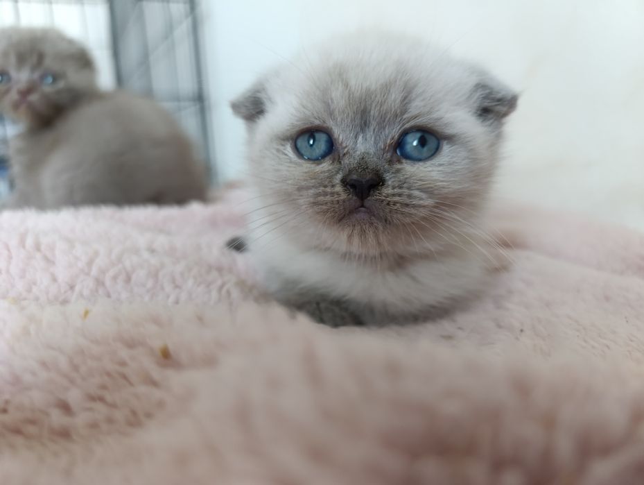 Шотланские котята британские щотланец британец скоттиш фолд страйт вис